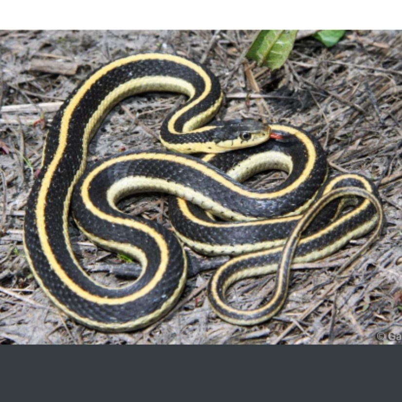 <p>name this animal</p>