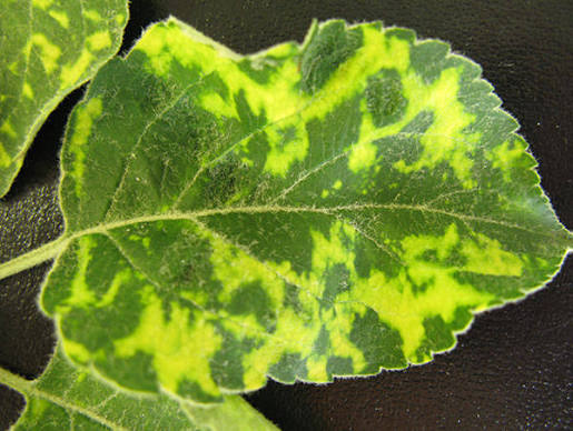 <p>a pattern of disease symptoms displaying mixed green and white pathes</p>