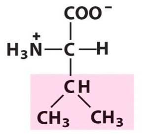 <p><span>Nonpolar amino acid. [Val, V]</span></p>