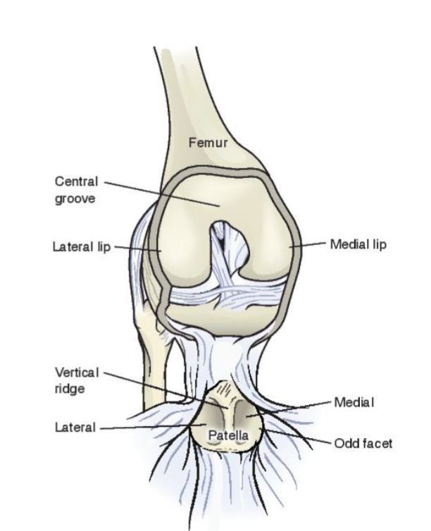 <p><span>The Patella</span></p><ul><li><p><span>Triangular shaped bone articulating with the femoral condyles/sulcus</span></p><ul><li><p><span>Vertical ridge separating into medial and lateral facets</span></p><ul><li><p>helps w/ bony congruency</p></li></ul></li><li><p><span>Odd facet</span></p></li></ul></li></ul><p></p><ul><li><p><span>Subject to high compressive<br>forces (hyaline cartilage @ back of patella</span></p></li></ul><p></p><ul><li><p><span> Anatomical pulley for the<br>quadriceps</span></p></li></ul><p></p><ul><li><p><span>Very incongruent joint</span></p></li></ul><p></p>