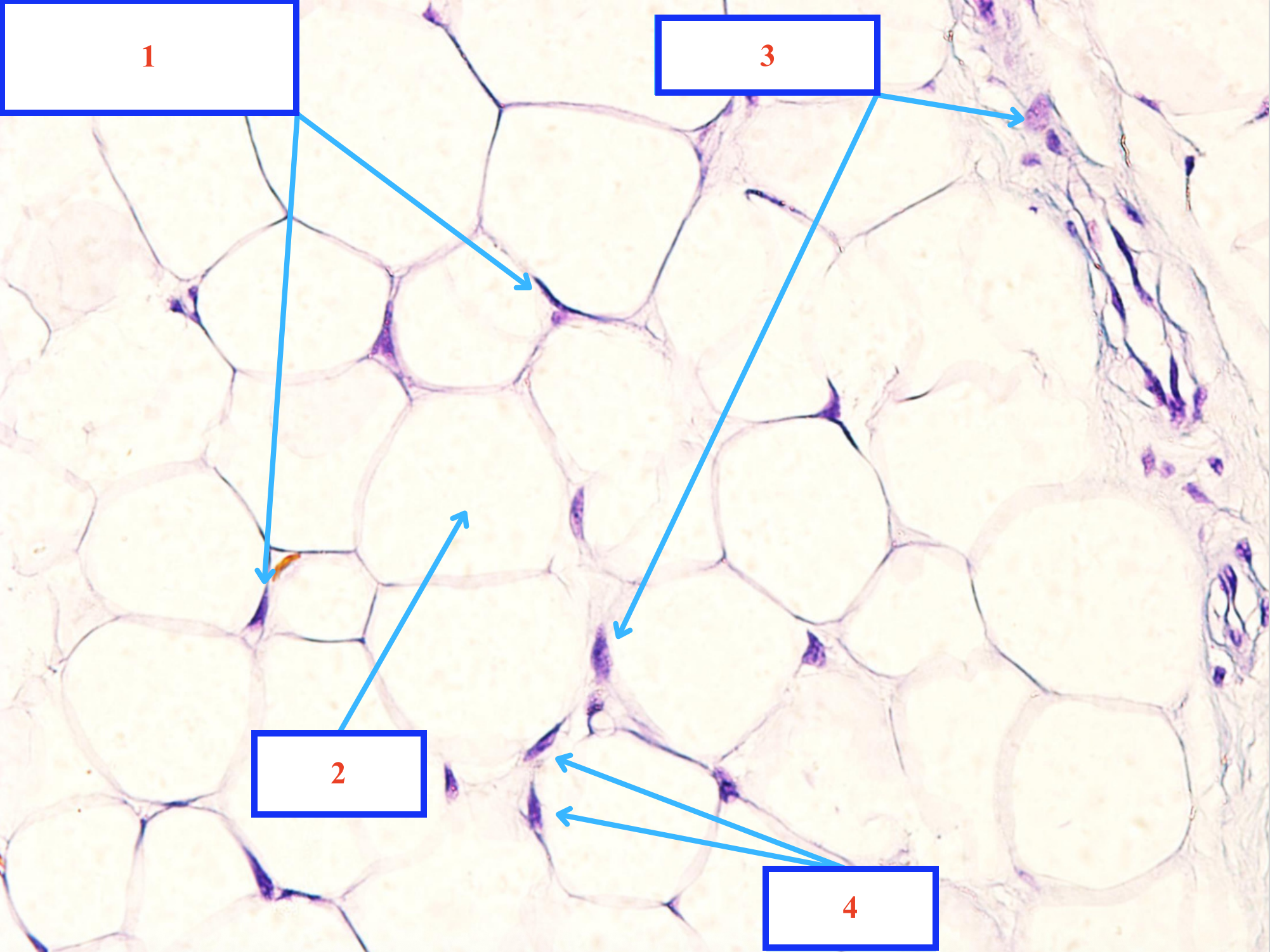 <p>Tế bào gì ?</p>