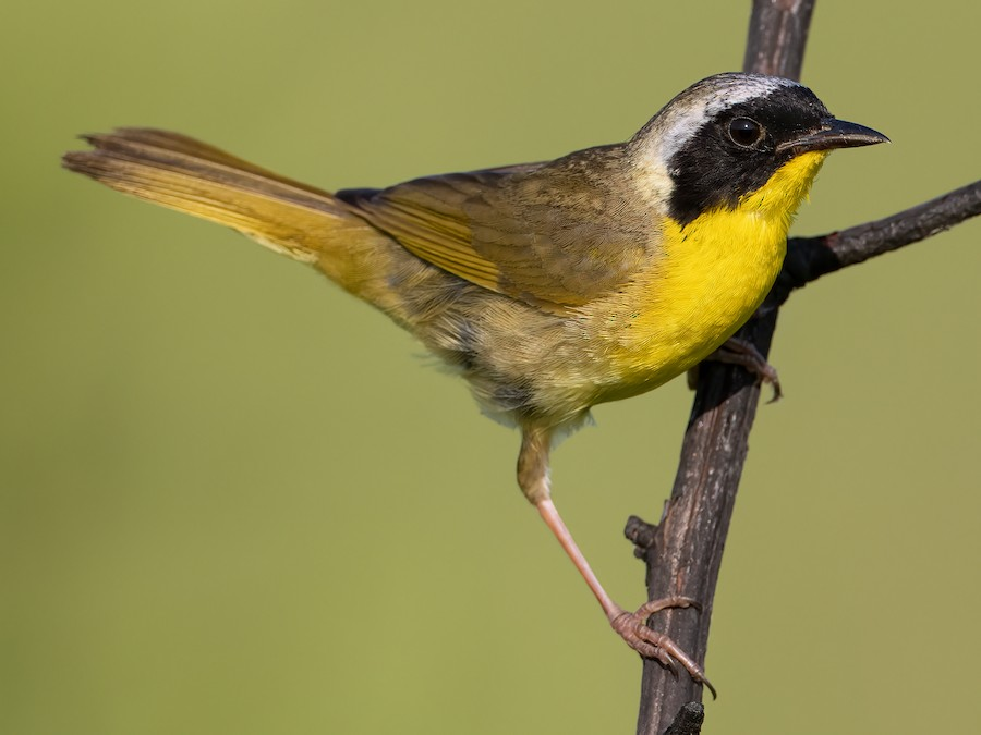 <p>Common name<br>Family</p>