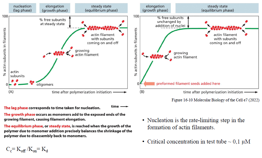 <p>Aktinpolymerisering foregår i tre faser:</p><ol><li><p><strong>Nukleation (lag phase)</strong><br>Små oligomerer dannes langsomt. Dette er den rate-limiterende fase.</p></li><li><p><strong>Elongation (growth phase)</strong><br>Monomerer tilføjes hurtigt til filamentenderne, især plus-enden.</p></li><li><p><strong>Steady state (equilibrium phase)</strong><br>Tilføjelse og tab af subunits balancerer hinanden.</p></li></ol><p>Figuren viser også, at tilsætning af “preformed filament seeds” fjerner lag-fasen ved at omgå nukleation.</p>