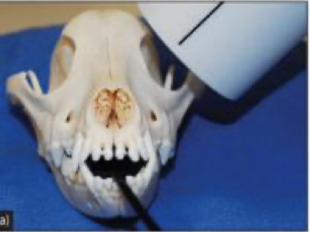 <p>45-55 degree lateral in sternal recumbency</p>