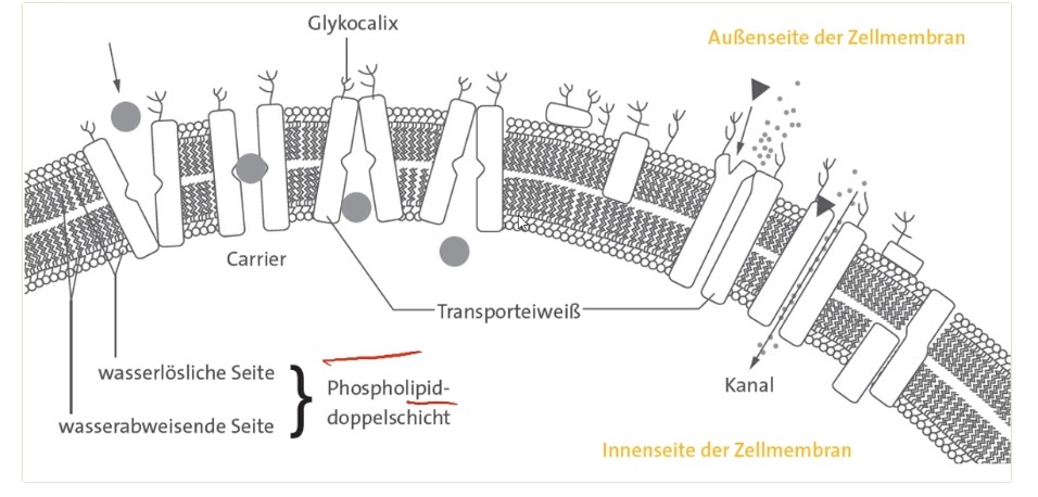 <ol><li><p>2 Lipidmolekülschichten (jew. Köpfchen & Schwänzchen)</p></li></ol><ul><li><p>Köpfchen: hydrophil, außerhalb der Doppelschicht</p></li><li><p>Schwänzchen: hydrophob, zueinander zeigend</p></li></ul><ol start="2"><li><p>Membranproteine (lagern sich zwischen Lipidmolekülen ab):</p></li></ol><ul><li><p>Rezeptorproteine: Signalempfang</p></li><li><p>Kanalproteine: Aktionspotential, Ionenhaushalt</p></li><li><p>Trägerproteine: Glukoseaufnahme, Energiebereitstellung</p></li></ul><ol start="3"><li><p>Glycocalix (Kohlenhydrate außen an der Zelle) → Schutz & Zellkontakt</p></li></ol><p></p><p></p>