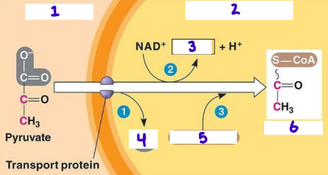 <p>label the diagram </p>