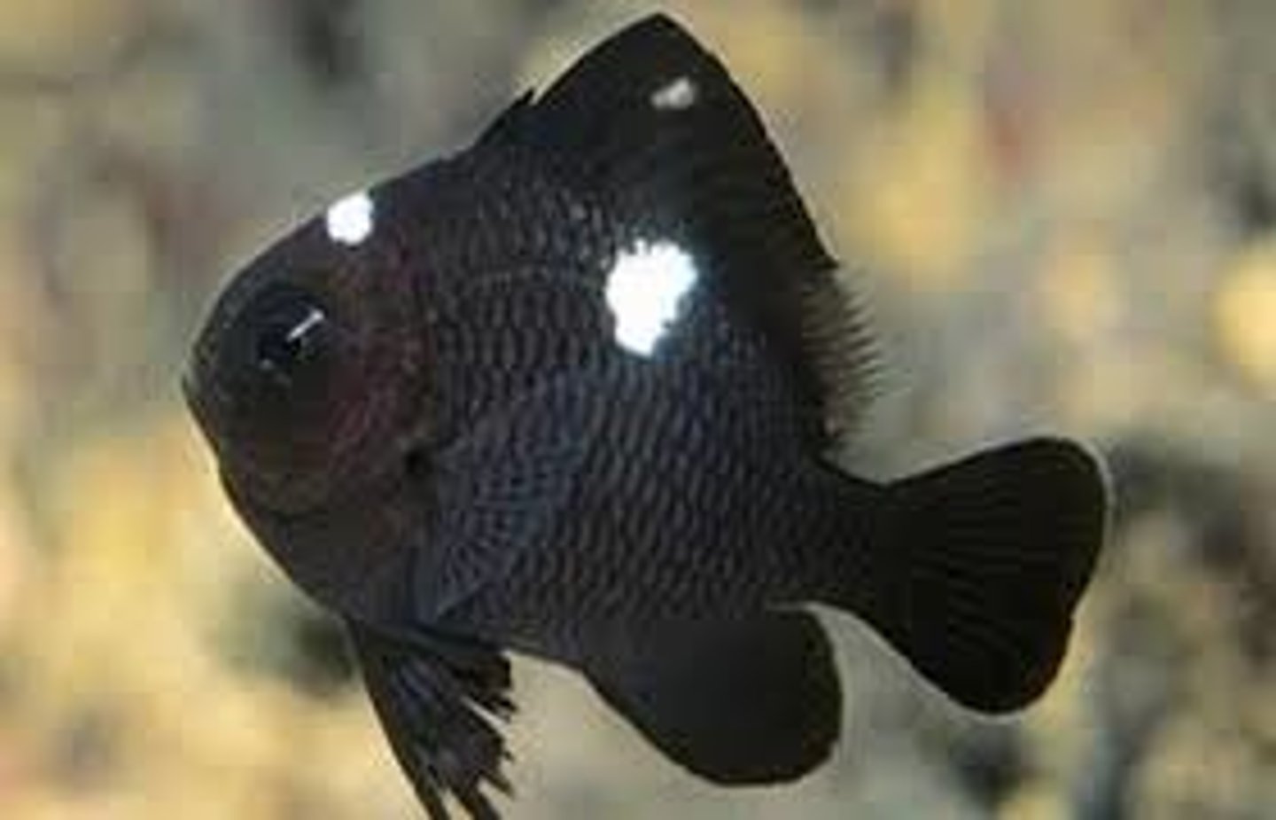 <p>Dascyllus trimaculatus</p>