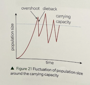 <ul><li><p><strong>LIMITING FACTORS</strong> cause <strong>population fluctuation</strong> —> <strong>cyclical oscillations</strong></p></li><li><p>MODELS;</p><ul><li><p><strong><u>j-curves</u></strong>; <strong>exponential</strong> growth, <strong>no</strong> <strong>LIMITING</strong> FACTORS = sudden <strong>“dieback</strong>”</p></li><li><p><strong><u>s-curves</u></strong>; standard—<strong>exponential</strong> growth into <strong>LIMITING</strong> FACTORS to <strong>carrying</strong> capacity</p></li><li><p>==> ‘<strong><em><u>idealized</u></em></strong><u>’</u><strong><u> j + s-curve</u> </strong>is what<strong> populations <em>usually</em> look like; </strong></p><ul><li><p><span style="color: rgb(255, 0, 0);">**<em>NOTE: CARRYING CAPACITY is  pop STABILIZES. NOT always <u>highest point.</u></em></span></p></li></ul></li></ul></li></ul><p></p>