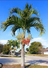 <p>Native to the Philippines and endemic; conservation status: not endangered. Most easily identified by its slender single-trunk palm form topped with a neat crown of arching fronds and bright red fruits clustered below the leaf crown, making it one of the most recognizable ornamental palms in urban tropical landscapes.</p><p>A small to medium evergreen palm typically growing 6–12 meters tall with a smooth, slender gray trunk about 15–30 cm in diameter. The trunk is ringed with leaf scars and slightly swollen at the base. It has a fibrous root system typical of palms, with no taproot and strong lateral anchoring roots. It does not branch; a single growing point produces a compact crown. Leaves are pinnate, arching, 2–3 meters long, with narrow leaflets arranged along a central rachis forming a graceful canopy. Flowers are small, cream to pale yellow, borne on branched inflorescences below the crownshaft. Fruits are small, ovoid drupes that turn bright red when mature and are dispersed mainly by birds.</p><p>Widely used as an ornamental palm for streets, medians, resorts, and formal landscapes due to its compact size and clean upright form; fruits are mildly toxic and not edible. In landscape applications, it is best suited for tight urban spaces, avenue planting, and formal garden designs where uniformity and vertical accent are desired; it requires full sun and well-spaced planting to maintain symmetry and avoid crowding in mature plantings.</p>