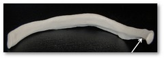 <p>Name this specific part of the costal bone.</p>