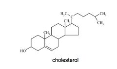 <p>Lipid made of 4 fused carbon rings</p><p>Serve as components of the plasma membrane and as precursors to other molecules, like hormones used in cell signaling</p><p>Ex. cholesterol</p>