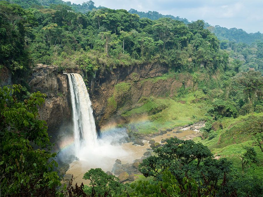 <p>Tropical Rainforest</p>