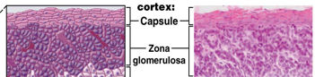 <ul><li><p>Outermost Zone of Adrenal Cortex</p></li><li><p>Densely packed cells</p></li><li><p>Secretes mineralocorticoid hormones (ex. aldosterone)</p></li></ul><p></p>