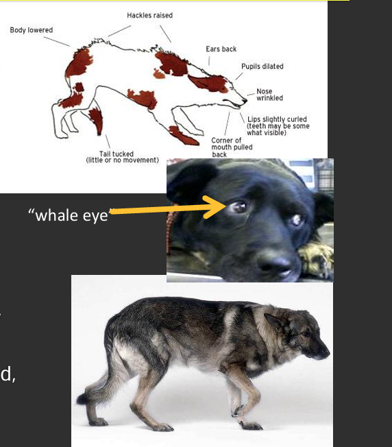 <p>Muscle tense</p><p>“Whale eye”</p><p>Tucked, low to the ground</p>