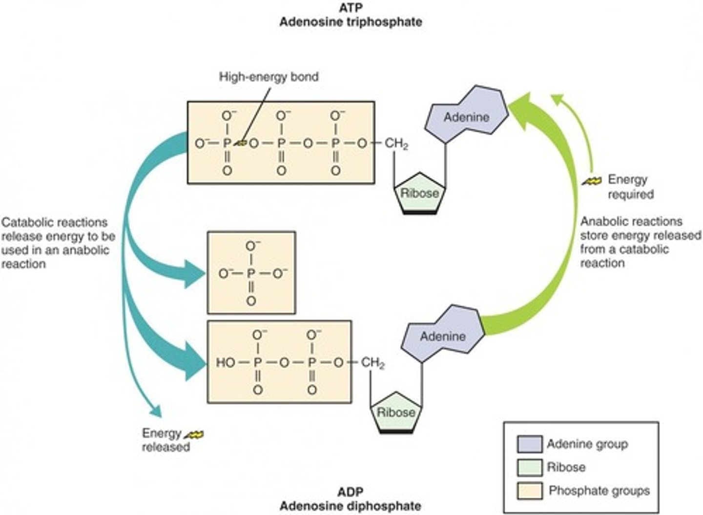 <p>Adenosine triphosphate (ATP).</p>