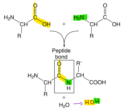<p><span> </span>bond that forms when combining the <span><strong>carboxyl end on one amino acid</strong></span> with the <span><strong>amino end of another</strong></span> (C-N bond) and <span><strong>removing a water molecule</strong></span></p>