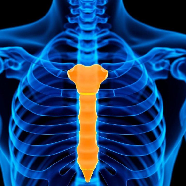 <p>The flat bone in the center of the chest (sternum).</p>