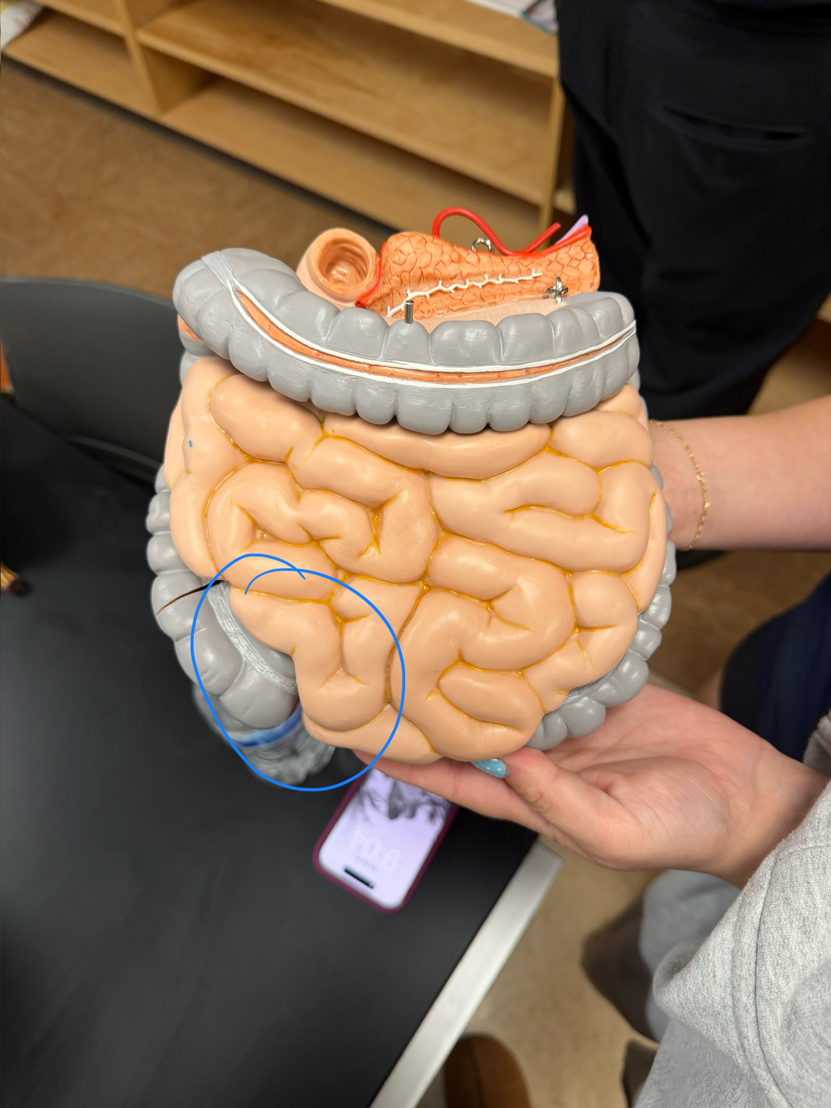 <p>name this region</p>