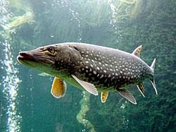 <p><strong>Pikes, Pickerels, &amp; Mudminnows</strong></p><ul><li><p><em>ID:</em> Long, toothy</p></li><li><p><em>Ecology:</em> Ambush predators</p></li><li><p><em>Uses:</em> <strong>Sport fishing</strong>, food</p></li></ul><p></p>