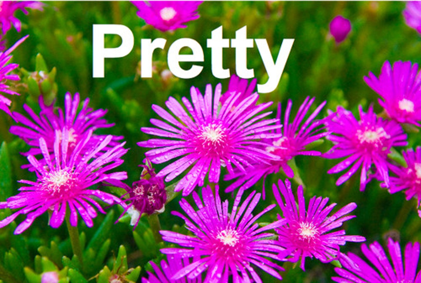 <p>pretty, ugly</p>