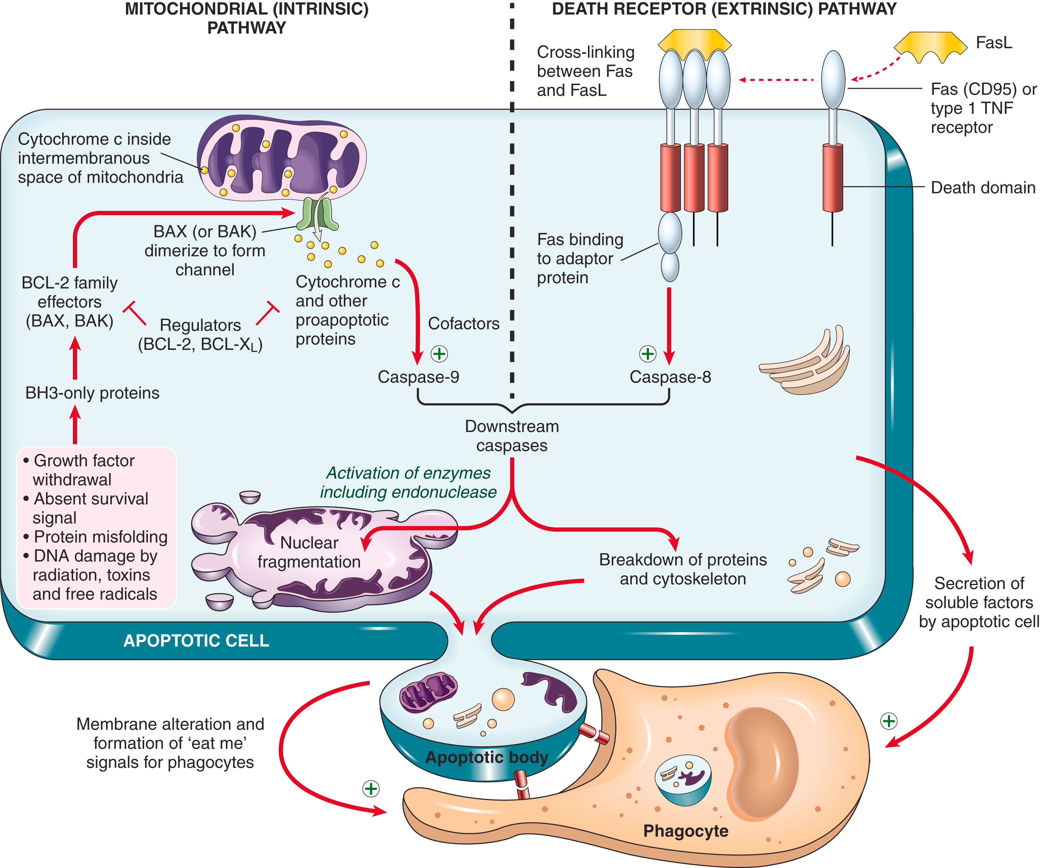 <ul><li><p>vidinis (nuo mitochondrijų) aktyvavimo kelias</p></li><li><p>išorinis (nuo mirties recept. priklausomų ligandų) aktyvavimo kelias</p></li></ul><p></p>