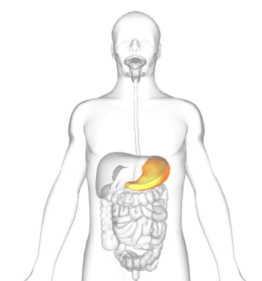 <p>what is highlighted</p>