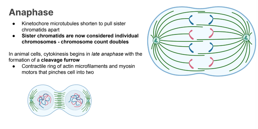<ul><li><p>Kinetochore microtubules shorten to pull sister chromatids apart</p></li></ul><ul><li><p>Sister chromatids are now considered individual chromosomes - chromosome count doubles</p></li></ul><p></p><p></p>