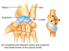 <p>A joint allowing flexion, extension, adduction, and abduction, such as the wrist.</p>