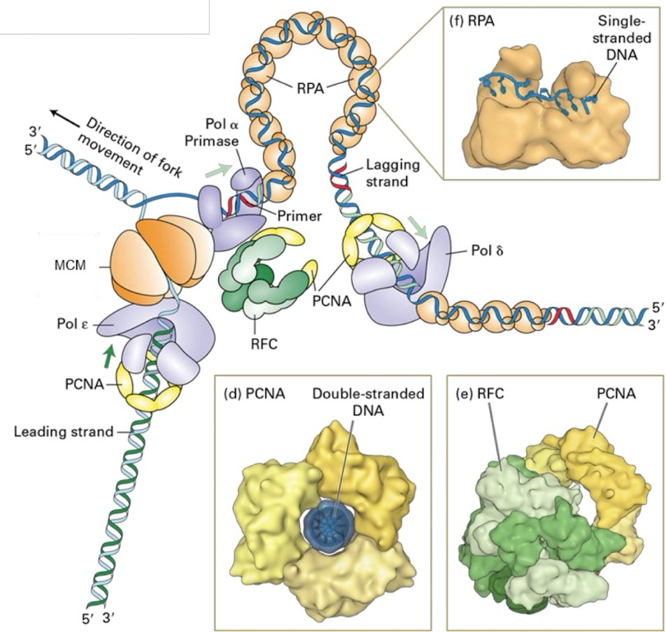 <ul><li><p><strong>MCM</strong> in <strong>helicase</strong></p></li><li><p><strong>DNA pol ε </strong>synthesizes <strong>leading</strong> <strong>strand</strong>; High processivity and proofreads</p></li><li><p><strong>DNA pol δ</strong> synthesizes <strong>lagging</strong> <strong>strand</strong>; Proofreads</p></li><li><p><strong>DNA pol ⍺-primase</strong> complex contains primase for <strong>RNA primer</strong> synthesis and a separate DNA synthesis activity</p><ul><li><p>⍺-primase makes the primer, then its DNA pol portion comes in to extend the primer with a bit of DNA</p></li></ul></li><li><p><strong>Replication factor C (RFC)</strong> is the clamp loader</p></li><li><p><strong>Proliferating cell nuclear antigen (PCNA)</strong> is the sliding clamp; Increases processivity</p></li><li><p><strong>Replication protein A (RPA)</strong> is the single-stranded DNA-binding protein (SSB)</p></li></ul><p></p>