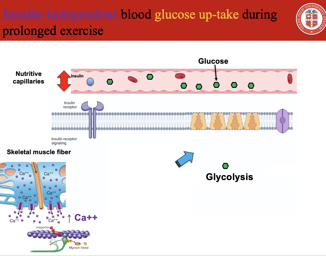 <p><strong>Glucose uptake during exercise is INSULIN-INDEPENDENT</strong></p><div data-type="horizontalRule"><hr></div><p class="isSelectedEnd"><strong>Key Mechanism:</strong></p><ol><li><p>Muscle contraction →<br>↑ <strong>Ca²⁺ release from sarcoplasmic reticulum</strong></p></li><li><p>↑ <strong>Intracellular Ca²⁺</strong> triggers:</p><ul><li><p>Muscle contraction</p></li><li><p><strong>GLUT-4 translocation</strong> to sarcolemma</p></li></ul></li><li><p>GLUT-4 in membrane →<br><strong>Facilitated diffusion of glucose into muscle cells</strong></p></li></ol><div data-type="horizontalRule"><hr></div><p class="isSelectedEnd"><strong>Important Distinction:</strong></p><ul><li><p><strong>At rest:</strong> insulin → GLUT-4 translocation</p></li><li><p><strong>During exercise:</strong> contraction (Ca²⁺) → GLUT-4 translocation</p></li></ul><div data-type="horizontalRule"><hr></div><p class="isSelectedEnd"><strong>Key Concept:</strong><br><span data-name="point_right" data-type="emoji">👉</span> Glucose uptake does NOT require insulin during exercise</p><div data-type="horizontalRule"><hr></div><p></p>