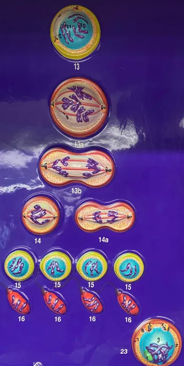 <p>what type of cell division is this</p>