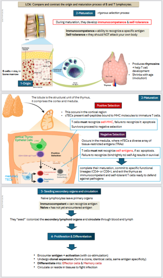 <p>1) <strong>Origin</strong>: They start in the red bone marrow</p><p>2) Then it undergoes maturation inside the <strong>thymus </strong></p><ul><li><p>Produces <strong>thymosin’s → </strong>Thymosin’s help the t cell development and the thymus shrinks with age (involution)</p></li></ul><ul><li><p>During maturation they develop <strong>immunocompetence </strong>and <strong>self - tolerance </strong>[not attack our own bodies]</p></li></ul><p></p><p><strong>Maturation: Positive Selection</strong></p><ul><li><p><strong>Takes place in the cortical region </strong>(cortical thymic epithelial cells)</p></li><li><p><strong>cTECs </strong>present <strong>self</strong>-<strong>peptides </strong>bound to MHC molecules to immature T cell</p></li><li><p>T cells must recognize self-MHC, failure to recognize it: <strong>apoptosis</strong></p></li><li><p>Survivors proceed to negative selection</p></li></ul><p></p><p><strong>Maturation: Negative Selection</strong></p><ul><li><p>Takes place in the Medullary TEC’s</p></li></ul><ul><li><p>Completes their maturation, commit to specific functional lineages (CD4+ or CD 8+) and exit exit the thymus.</p></li></ul><p></p><p><strong>3) Seeding secondary organs and circulation</strong></p><ul><li><p><strong>Naive lymphocytes leave primary organs</strong></p></li></ul><ul><li><p>Immunocompetent = can recognize antigen</p></li><li><p>Naive = has not yet encountered antigen</p></li></ul><p></p><p>They seed (colonize) the secondary lymphoid organs and circulate through blood and lymph.</p><p></p><p><strong>4) Proliferation and Differentiation</strong></p><ul><li><p>Encounter <strong>antigen </strong>→ <strong>activation </strong>(with co-stimulation)</p></li></ul><ul><li><p>Undergo <strong>clonal expansion </strong>(form a clone, identical cells, same antigen specificity)</p></li><li><p><strong>Differentiate </strong>into: <strong>Effector </strong>cells &amp; <strong>Memory </strong>cells</p></li><li><p>Circulate or reside in tissues to fight infection</p></li></ul><p></p><p></p>