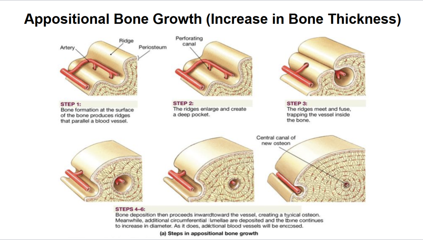 <p>increase in Bone Thickness. Osteoblasts and osteoclasts. Osteoblasts add bone to outer surface; osteoclasts remove inner bone.</p>