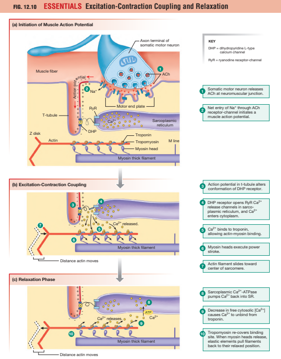 <p>Excitation-contraction coupling links:</p><ul><li><p>Electrical excitation<br>to</p></li><li><p>Muscle contraction</p></li></ul><p> Process: </p><ol><li><p>Action potential travels along sarcolemma</p></li><li><p>Signal enters T-tubules</p></li><li><p>DHP receptors detect voltage change</p></li><li><p>Ryanodine receptors open</p></li><li><p>SR releases Ca²⁺</p></li><li><p>Cytosolic calcium rises</p></li><li><p>Contraction begins</p></li></ol><p>Calcium is the critical intracellular signal.</p>