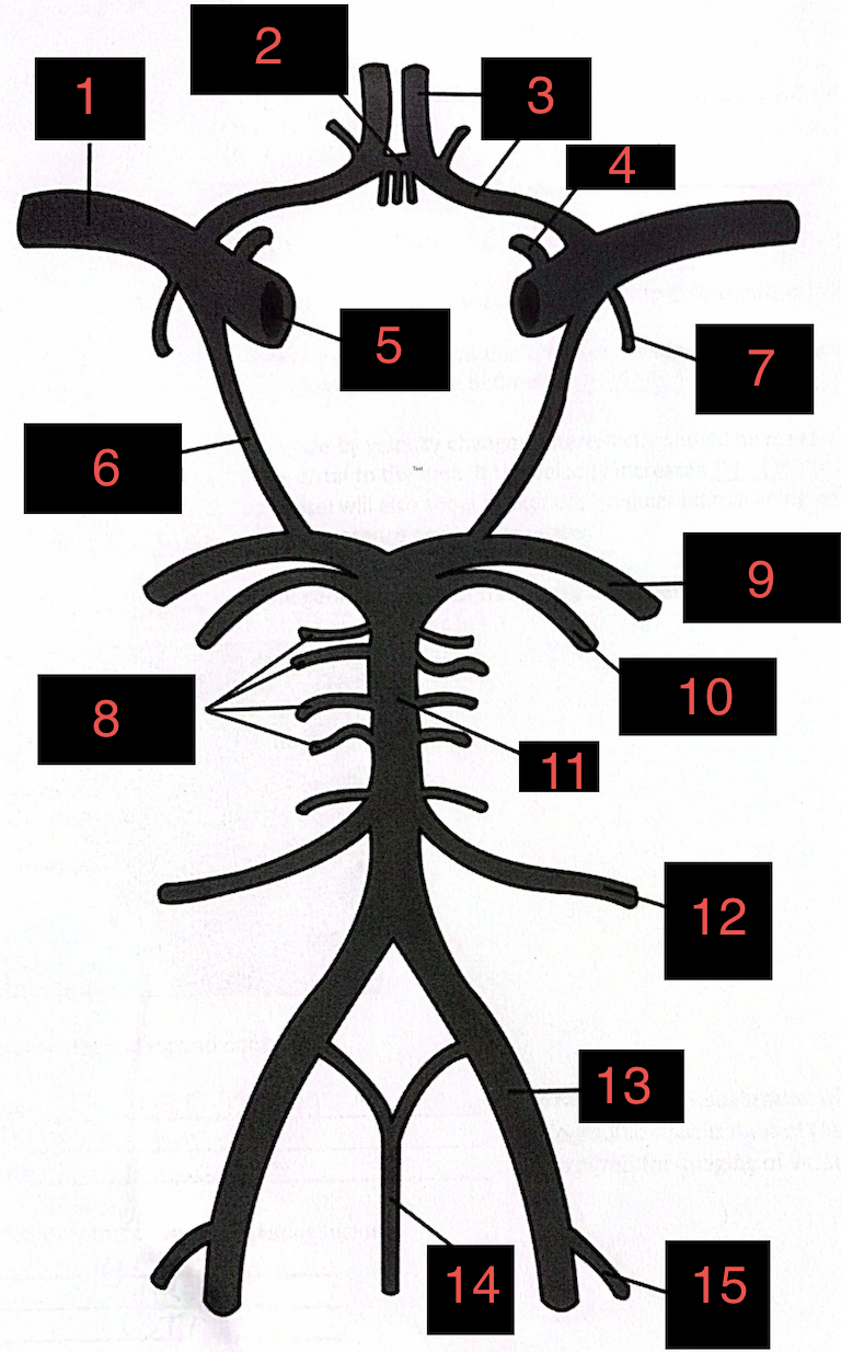 <p>Middle Cerebral Arteries</p>