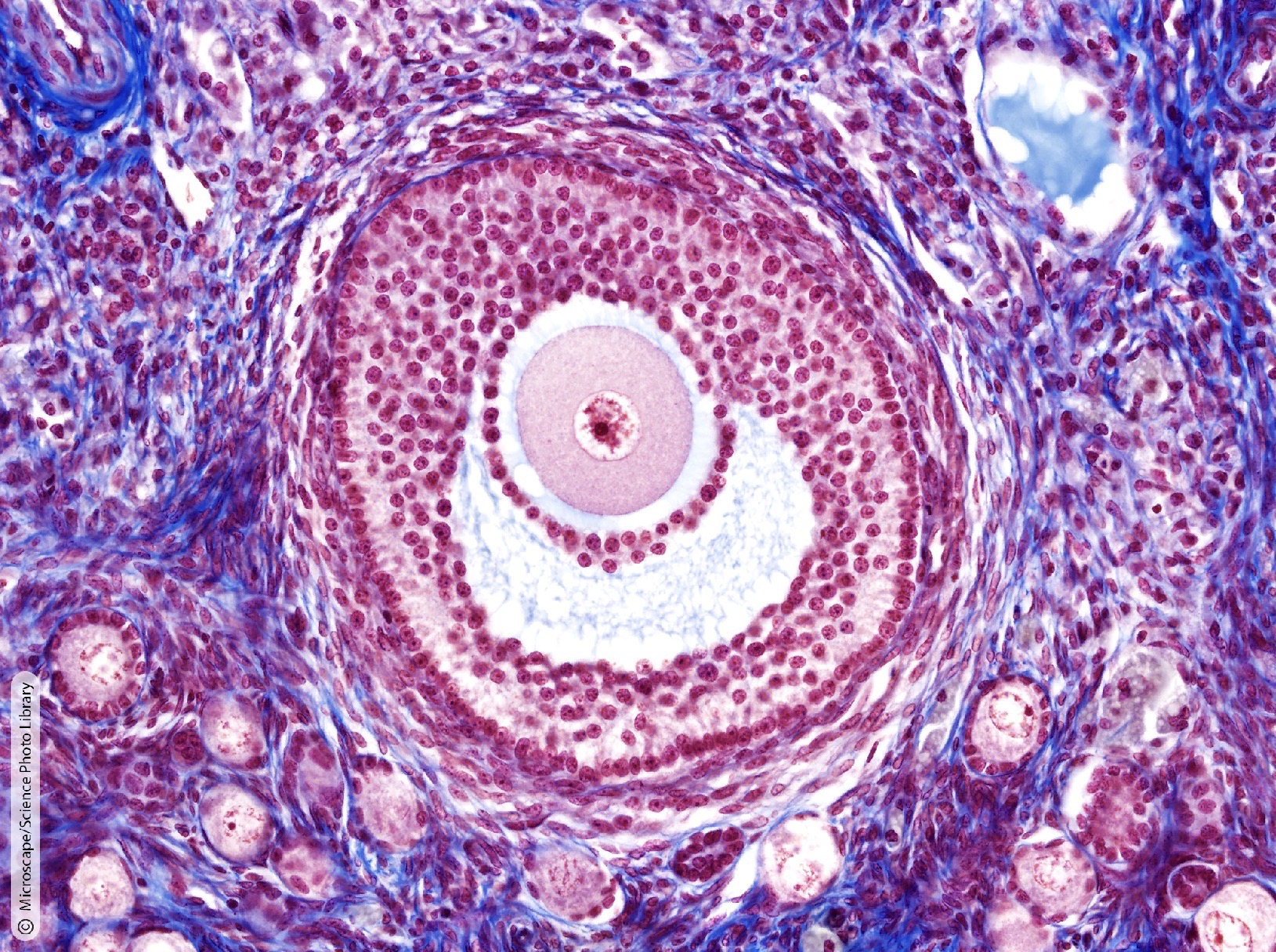 <p>Identify the Histology</p>