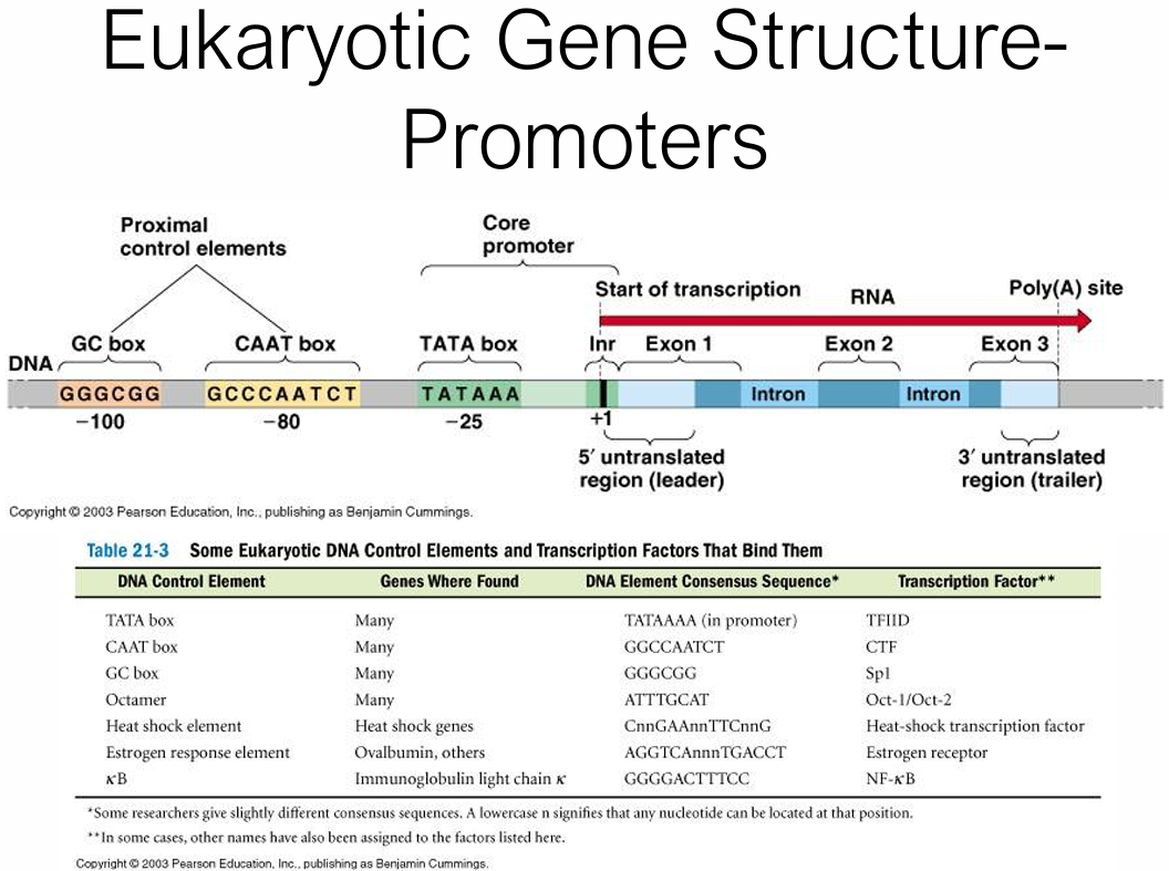 <ul><li><p><strong>TATA box</strong> (~−25): TATAAA, bound by TFIID</p></li><li><p><strong>CAAT box</strong> (~−80): GCCCAATCT, bound by CTF</p></li><li><p><strong>GC box</strong> (~−100): GGGCGG, bound by Sp1</p></li><li><p>Inr element at +1</p></li></ul><p></p>
