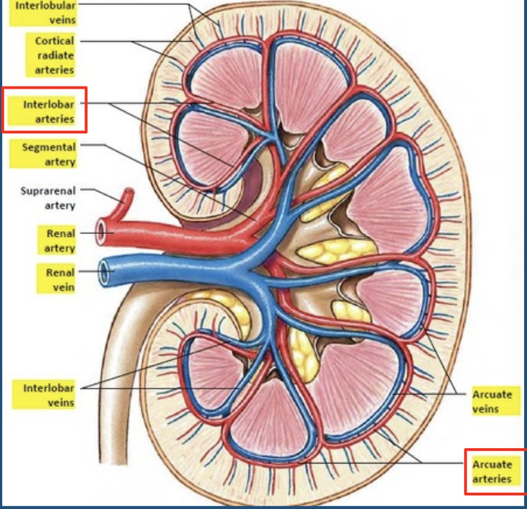 <p>radiating outward from the arcuate arteries and supplying the cortical tissue with blood are small… </p>