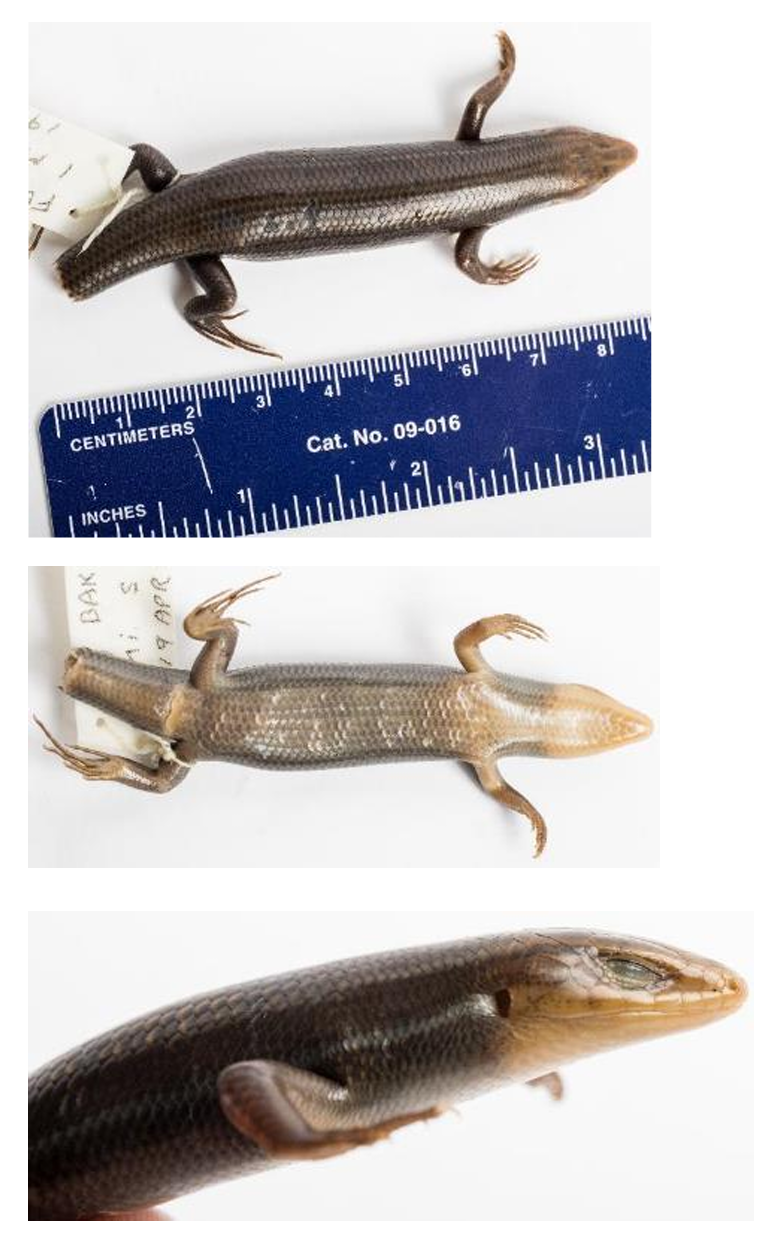 <p>Family: Scincidae (Cylindrical body, body scales equal in size and cyclic.)</p><p>Family name: Skinks</p>