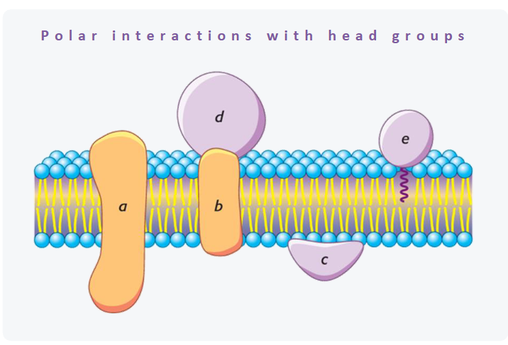 <ul><li><p>how peripheral proteins stay attached without ever entering the lipid core</p></li><li><p>peripheral logic: they never touch the tails</p><ul><li><p>peripheral proteins (C,D) hold to the membrane by interacting with the polar head groups, not the hydrophobic tails. hydrogen bonds, salt bridges and electrostatic contacts do the work</p></li><li><p>some bind directly to phospholipid head (C). others, like D, hold onto the exposed surface of an integral protein (B)</p></li></ul></li></ul><p>change the pH or raise the salt and these interactions break. the protein comes off without disturbing the bilayer</p><p>if a salt wash takes a protein off the membrane, you were looking at a peripheral protein, but if it takes a detergent, it was an integral protein </p>