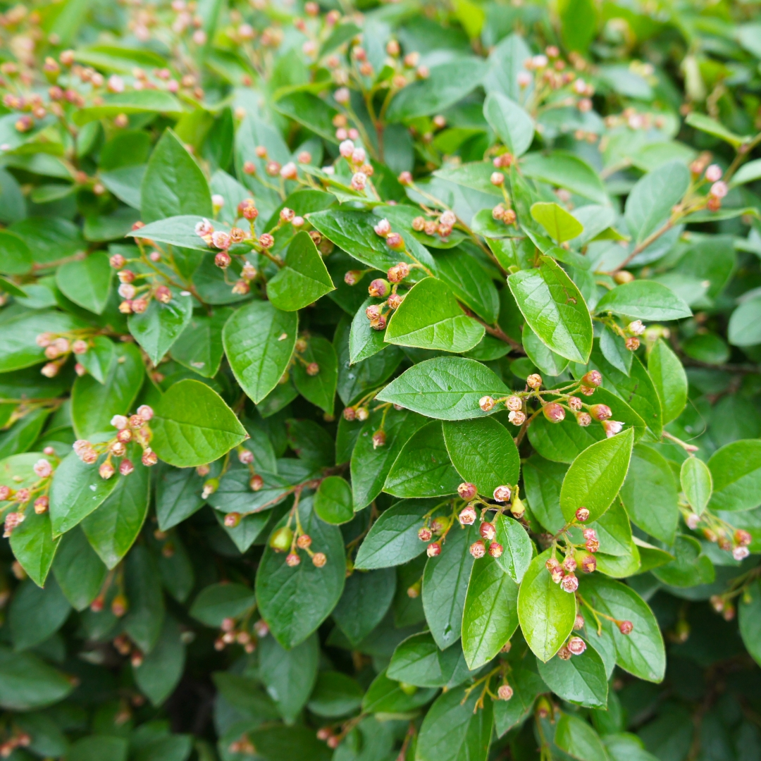 <p>Cotoneaster lucidus</p>