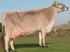 <p>Brown swiss</p>