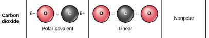 <p>Polar covalent</p>