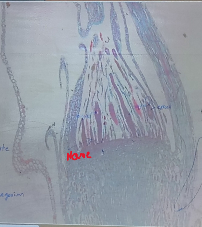 <ol><li><p>Name it </p></li></ol><p></p>