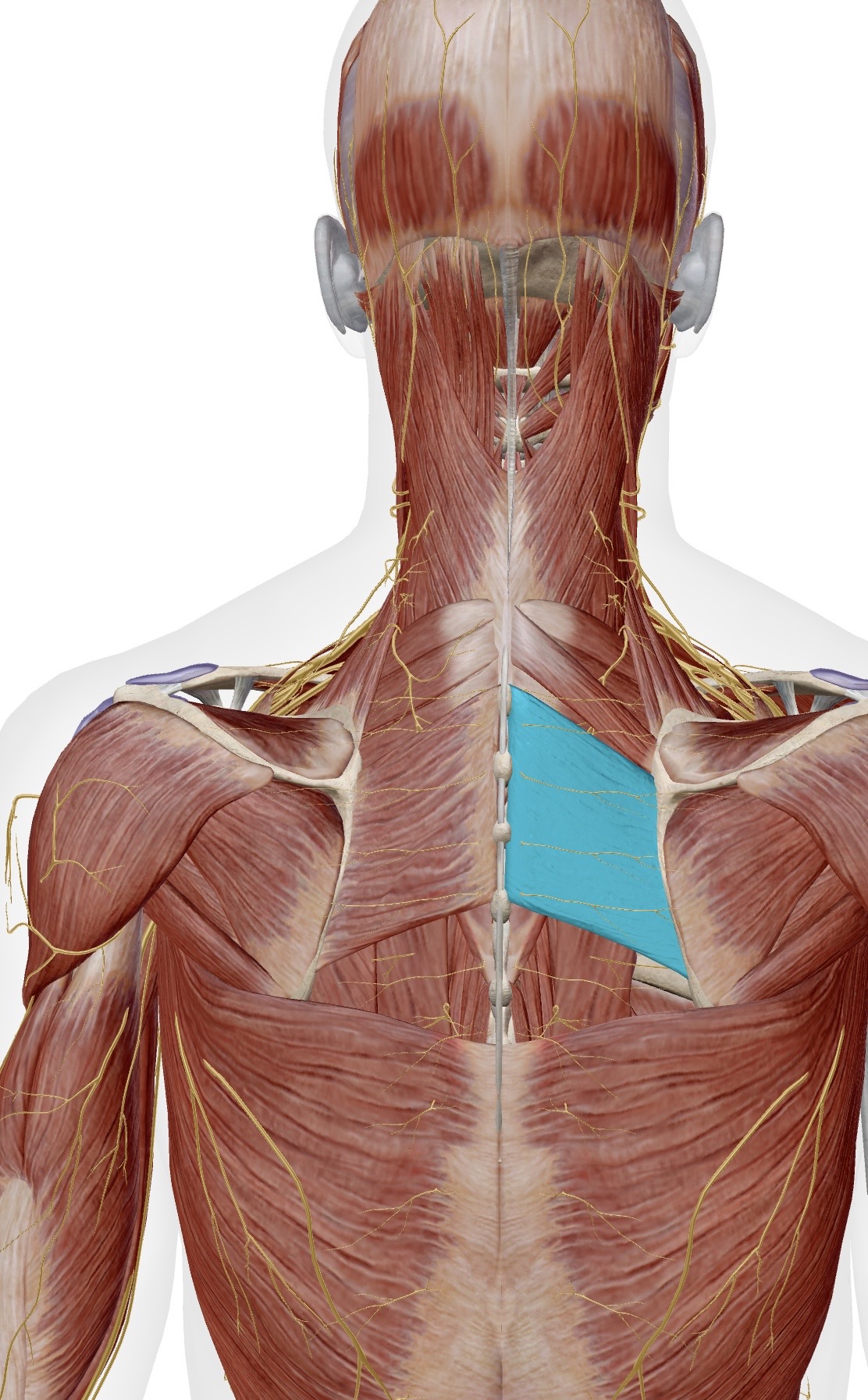 <p>Muscle, Innervation, Action </p>