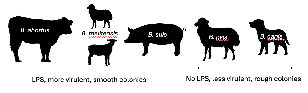 <p><span>Intracellular</span></p><p style="text-align: left;"><span>Invade macrophages → transport to lymph nodes →intermittent bacteriaemia → transport to reproductive organs and associated glands</span></p><ul><li><p style="text-align: left;"><span>Epididymitis, orchitis, sterility, reduced fertility</span></p></li><li><p style="text-align: left;"><span>Intracellular replication in trophoblasts (abortions, stillbirth, neonatal mortality)</span></p></li></ul><p style="text-align: left;"><span>Chronic disease in joints (arthritis, lameness)</span></p>