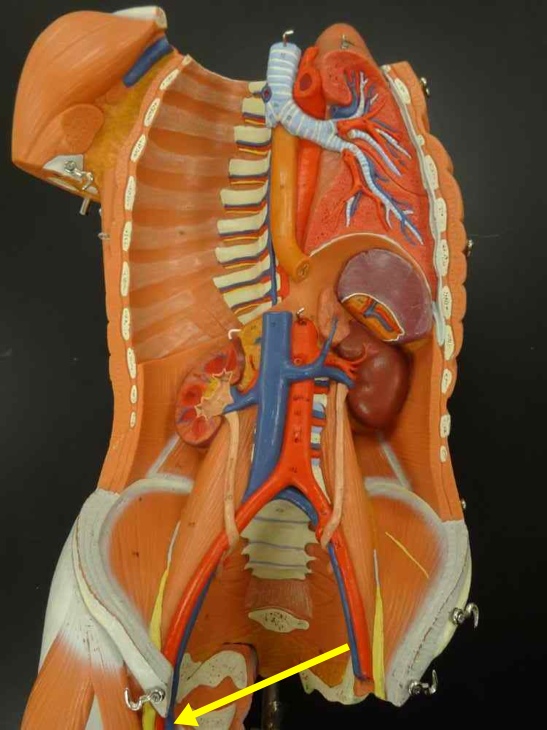 <p>Name the structure</p>