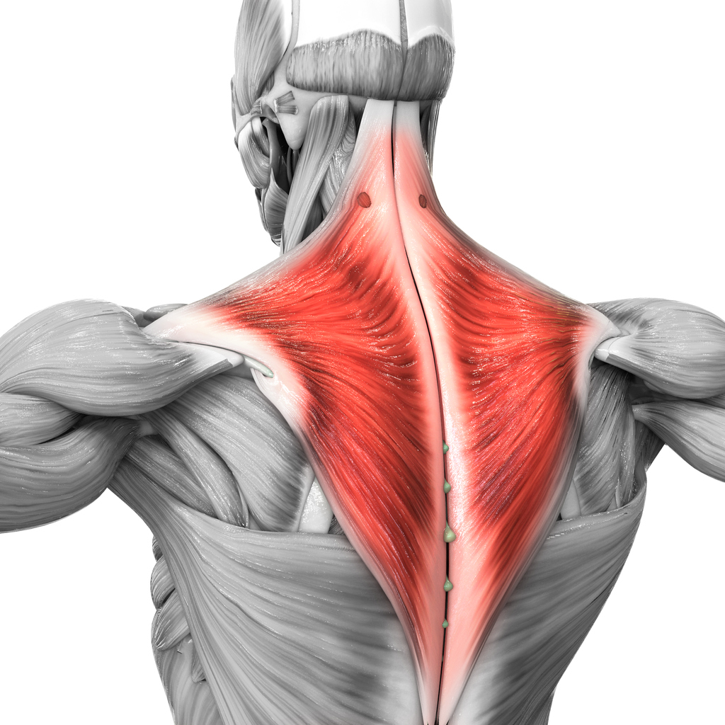 <p>O: external occipital protuberance, ligamentium nuchae, spinous processes C7-T12 </p><p>I: lateral 1/3 of the clavicle, acromion process, spine of scapula </p><p>A: - Upper: elevate scapula - Middle: retract scapula - Lower: depresses scapula </p><p>N: Cranial nerve 11: spinal accessory nerve</p>