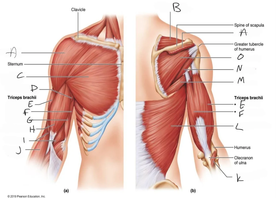 <p>latissimus dorsi</p>