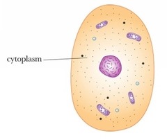 <p>cytoplasm</p>